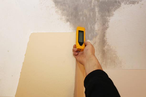 Reliable David City, NE Mold Removal Solutions