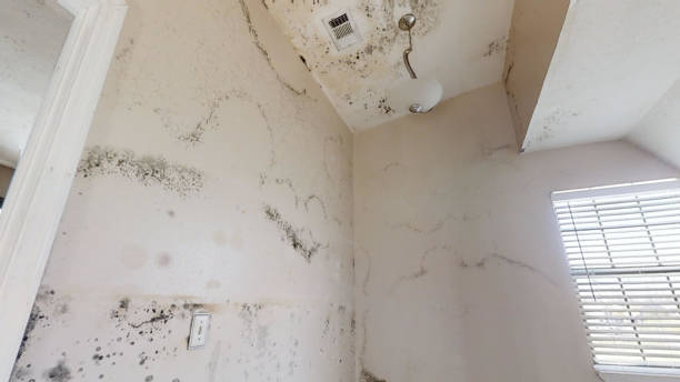 Best Basement Mold Removal  in David City, NE