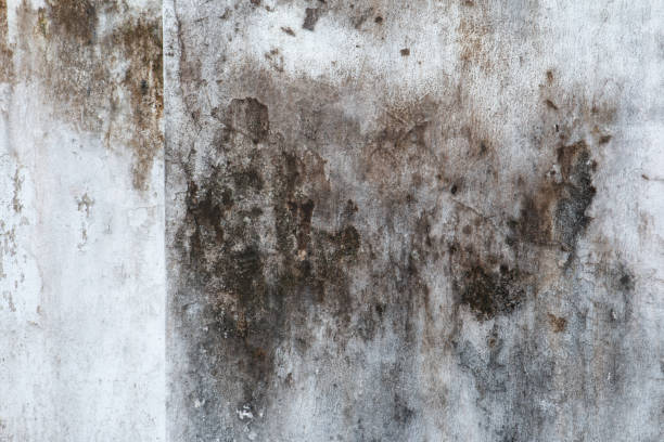 Best Water Damage & Mold Remediation  in David City, NE
