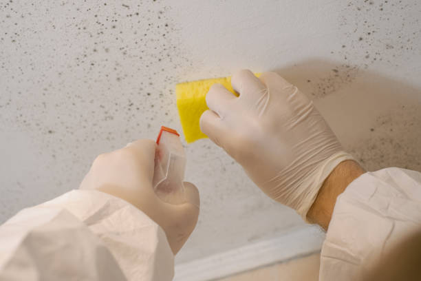 Best Mold Odor Removal Services  in David City, NE