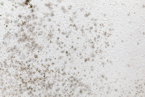 Best Emergency Mold Remediation  in David City, NE