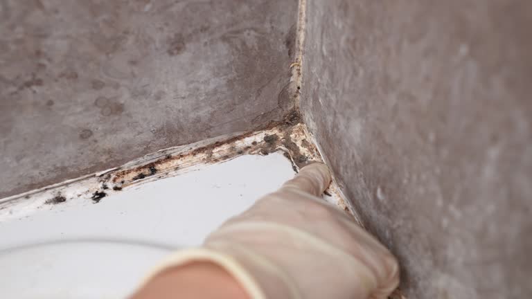 Best Environmental Consulting for Mold Prevention  in David City, NE