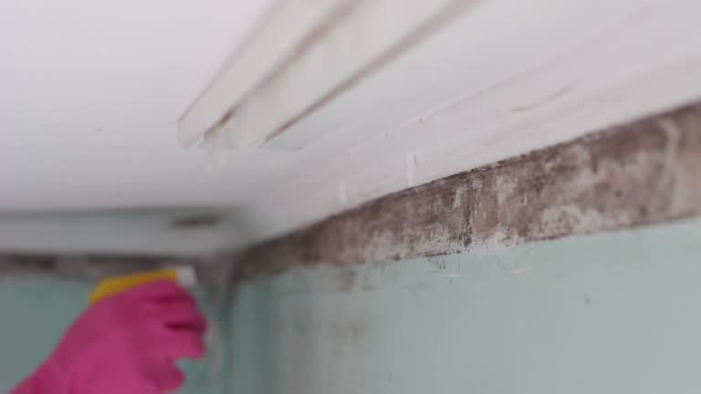 Best Mold Removal for HVAC Installations  in David City, NE