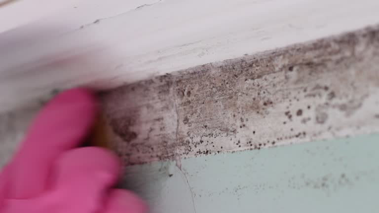 Asbestos and Lead Testing During Mold Inspection in David City, NE